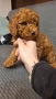 пуделчета той/ момче и момиче/toy poodle, снимка 11
