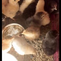 Пилета , снимка 3 - Кокошки и пуйки - 45512016