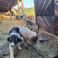 Българско овчарско куче, снимка 2 - Каракачанска овчарка - 45558672
