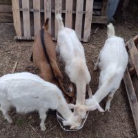 ярета и кози, снимка 3 - Кози - 46174425
