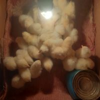 Продавам малки пилета от порода бял легхорн, снимка 11 - Кокошки и пуйки - 45734188