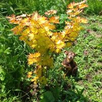 Японски клен,ацер Катсура\Acer palmatum Katsura, снимка 5 - Градински цветя и растения - 45846242