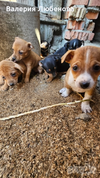 Продавам пинчери, снимка 1