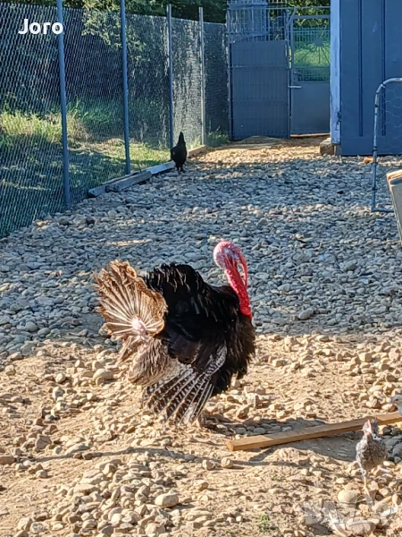 Пуйки , снимка 1