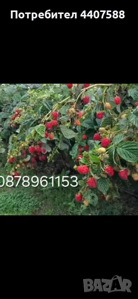 Разсад ягоди и малини , снимка 1