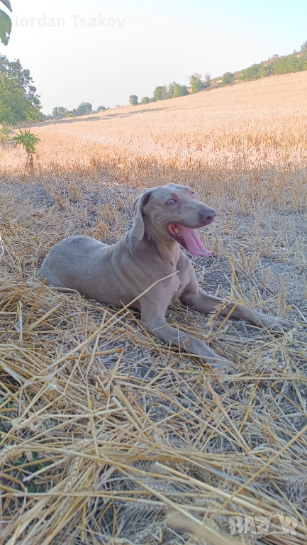 Продавам ваймарнер, снимка 1