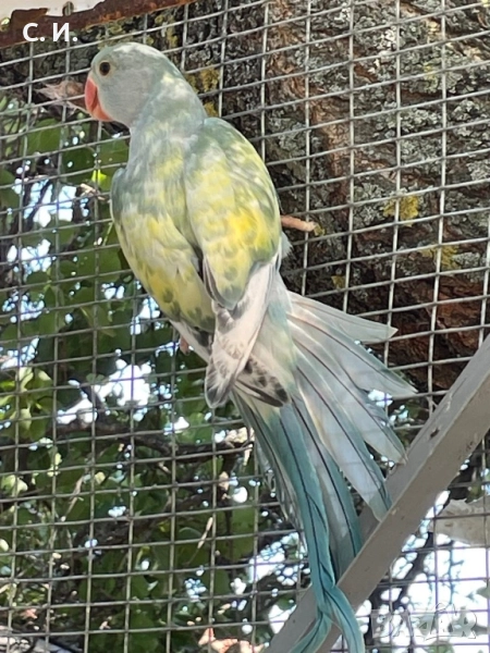 Малък Александър , снимка 1