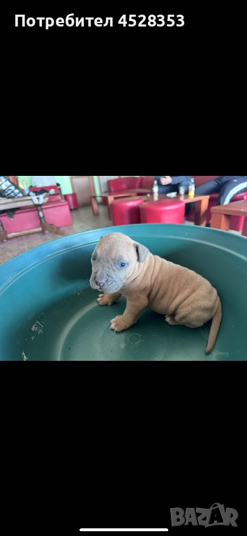 Куче Став, снимка 1