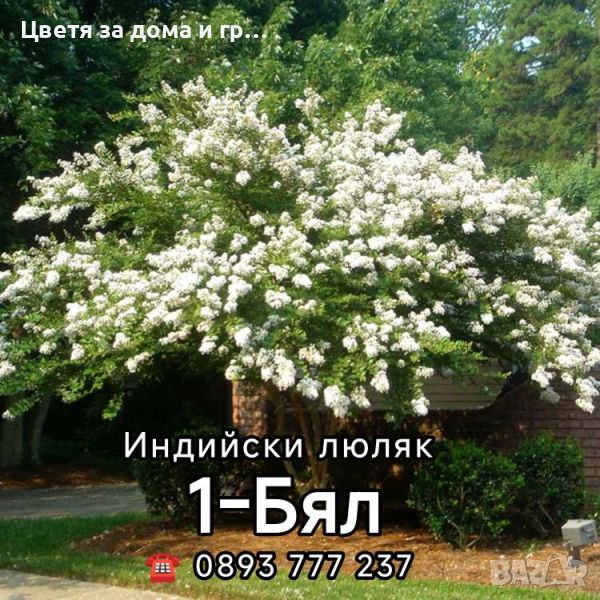 Индийски люляк Lagerstroemia налични 4 цвята, снимка 1