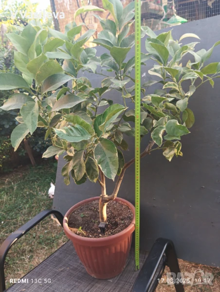 Лимон , снимка 1