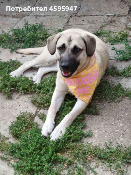 Младо женско куче - Бориса, снимка 1