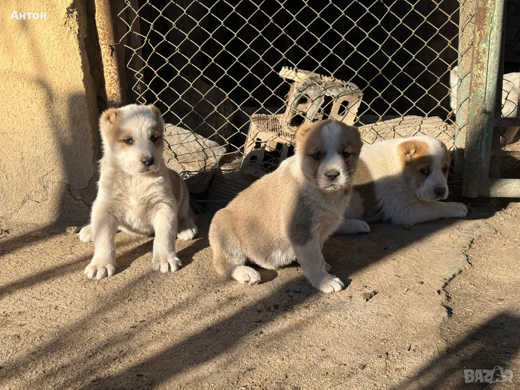 Алабай (Средно Азиатска овчарка), снимка 1