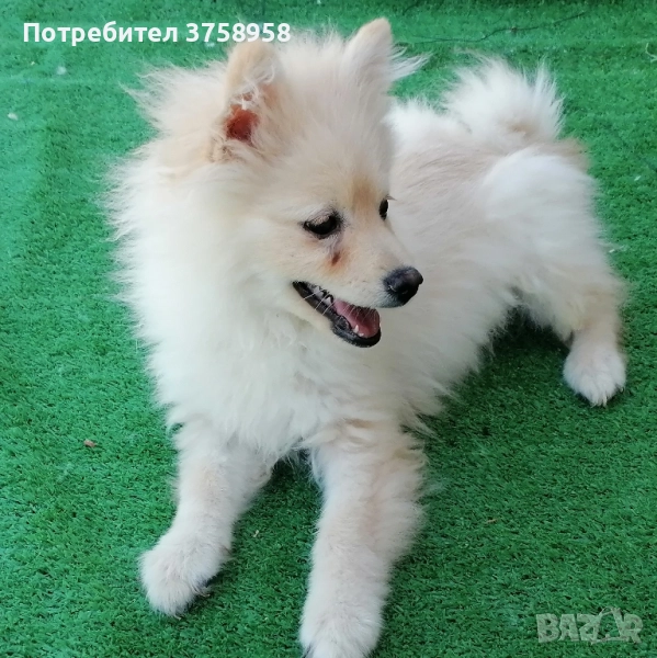 Продавам померански шпицове мъжки на 2.5 месеца обезпаразитени с ваксини, снимка 1