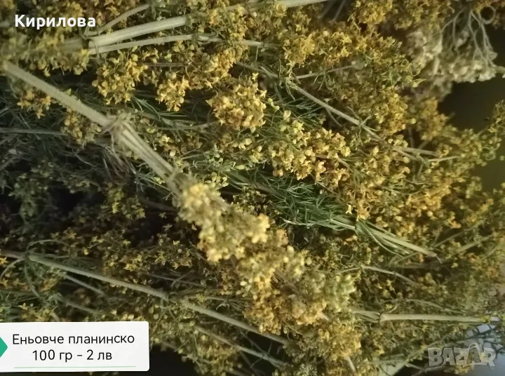 Билки риган, мащерка, мента, кантарион, еньовче, снимка 1