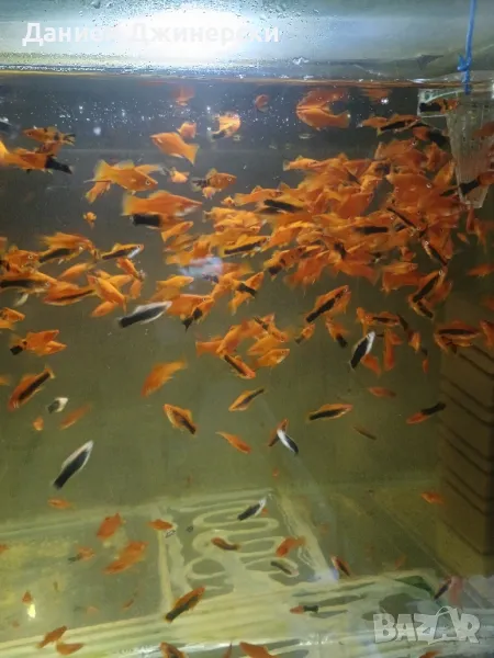 Декоративни риби - Хелер , снимка 1