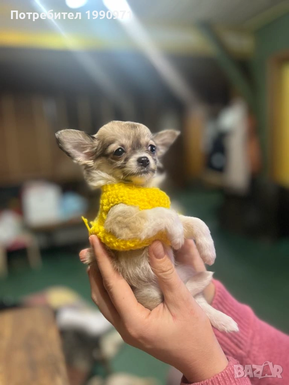 Момченче мини чихуахуа - дългокосместо, снимка 1