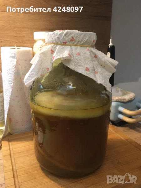 Гъба(СКОБИ) за напитка комбуча, снимка 1