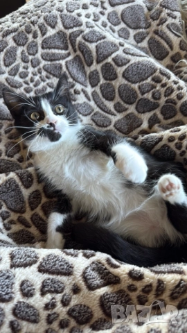 Домашни Полу-Ангорски Котенца + Доставка 60лв, снимка 2 - Ангорски - 40695376