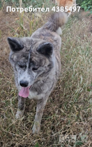 Акита Ину FCI женска, снимка 3 - Акита ину - 51955039