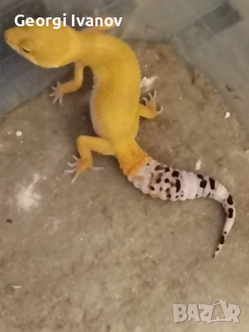 Продавам Леопардов Гекон, снимка 7 - Гекон - 52581494