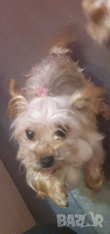  Мини Йорки женска, снимка 2 - Йоркширски териер - 52770169