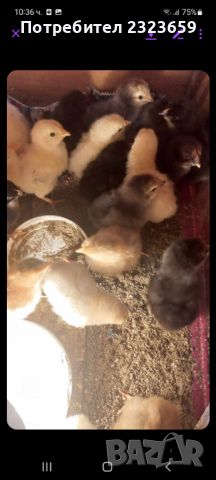 Пилета , снимка 3 - Кокошки и пуйки - 45512016