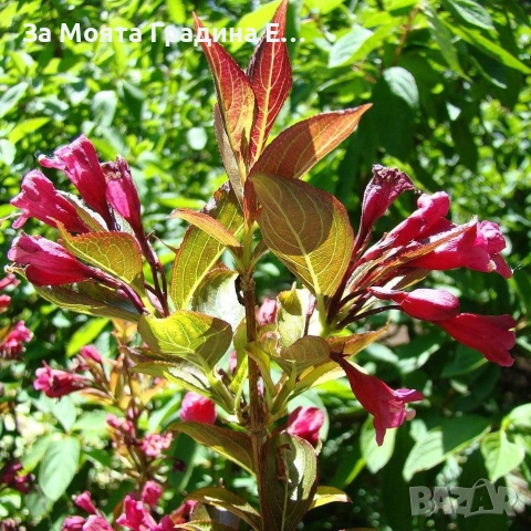 Вайгела 4 вида /цвята, снимка 8 - Градински цветя и растения - 53744272