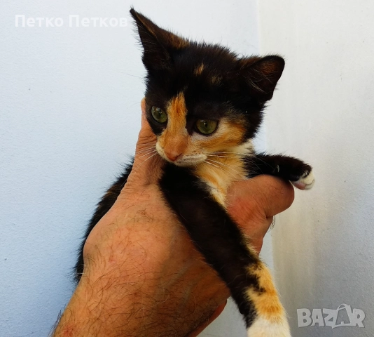 Подарявам малко шарено котенце, снимка 4 - Други - 52611406