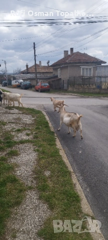 продавам млечни кози, снимка 4 - Кози - 53896781