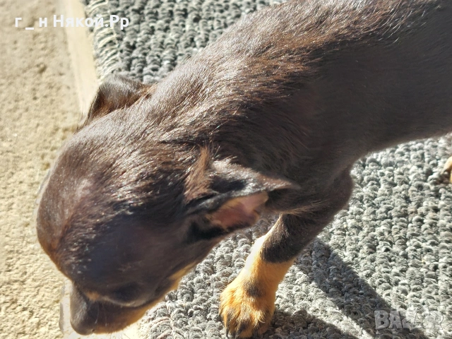 момче мини пинчер ., снимка 3 - Пинчер - 53119957