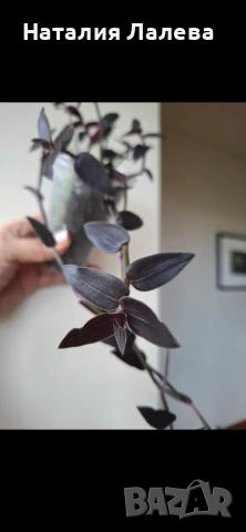 Традесканция, Гибасис, gibasis jose puig, снимка 3 - Стайни растения - 54288004