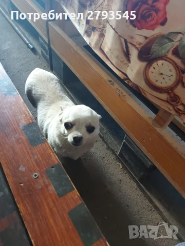 Мини чихуахуа , снимка 1