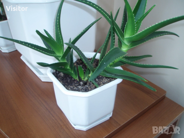 Olympus Stylus 740  7.1MPx, снимка 16 - Фотоапарати - 52616159