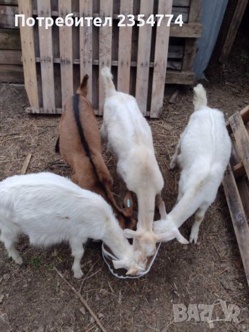 ярета и кози, снимка 3 - Кози - 46174425