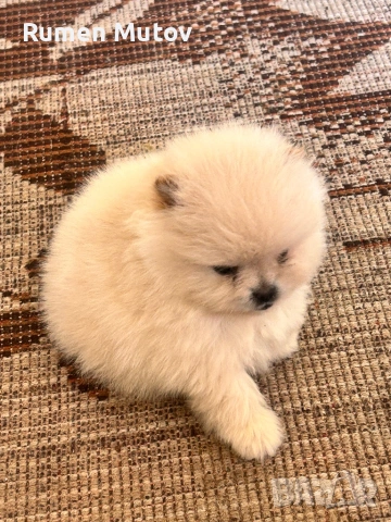 Померан , снимка 3 - Померан - 53585128