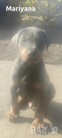 Продавам родословни добермани , снимка 18 - Доберман - 52585726