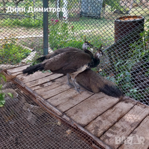 Индийски пауни, снимка 3 - други­ - 51785615