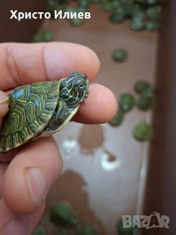 Прадава жълтокоремни костенурки , снимка 3 - Костенурки - 53648842