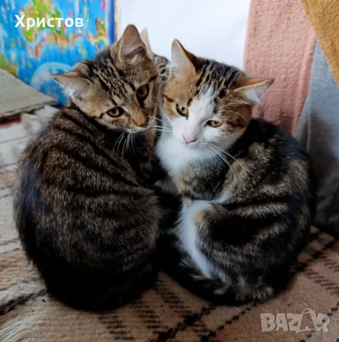 подарява малки котета, снимка 7 - Други - 47254227