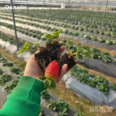 Разсад ягоди в тарелка/табла, снимка 8 - Разсади - 53593951