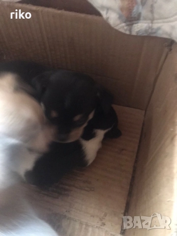 Продавам малки пинчерчета , снимка 6 - Пинчер - 52849271