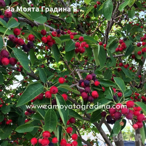 Амеланхиер - Amelanchier , снимка 3 - Градински цветя и растения - 53743952