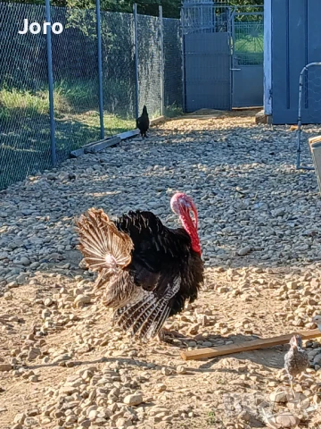 Пуйки , снимка 1