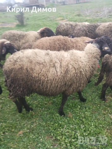  Черно главо кочле