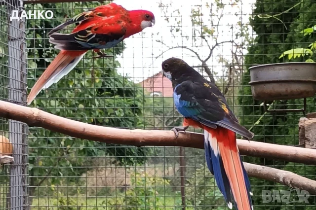 ПЕНАНТОВИ И ПЪСТРИ РОЗЕЛИ–МУТАЦИИ/тазигодишни/