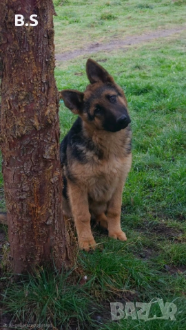 Чистокръвна немска овчарка 