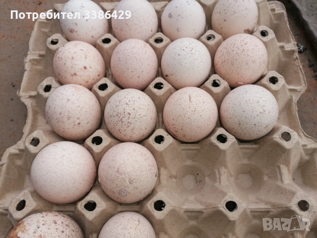 Пуйчета, яйца от неми патици, крякащи юрдечкияйца от пуйки и от декоративни кокошки