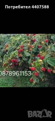 Разсад ягоди и малини , снимка 1