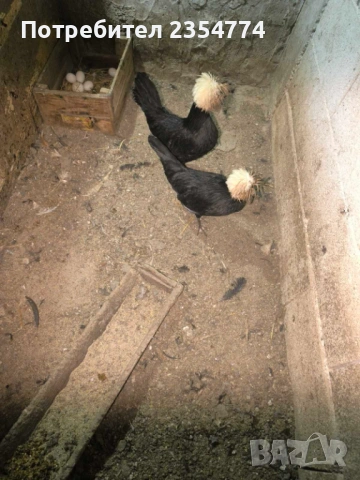 холандска качулата, снимка 5 - Кокошки и пуйки - 54058623