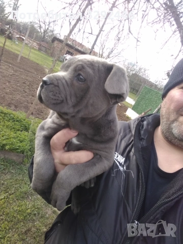 Кане корсо, снимка 4 - Кане корсо - 54127807